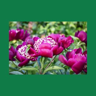 Beautiful Deep Magenta Peonies in Late May T-Shirt