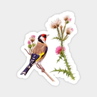 European Goldfinch Magnet