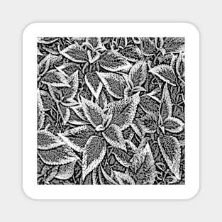 Leaves #14 in Black & White Magnet