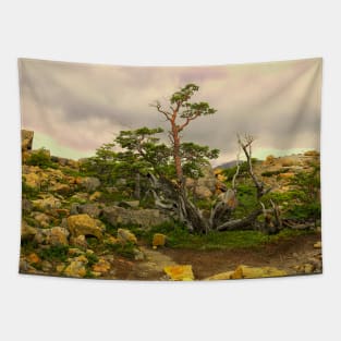 A natural Patagonian bonsai Tapestry