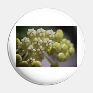 Hoya Pachyclada Flowers and Buds Pin