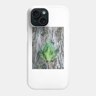 Leaves on Redwood bark Phone Case