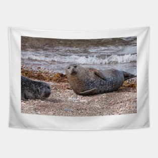 Two common seals at Portgordon Scotland Tapestry