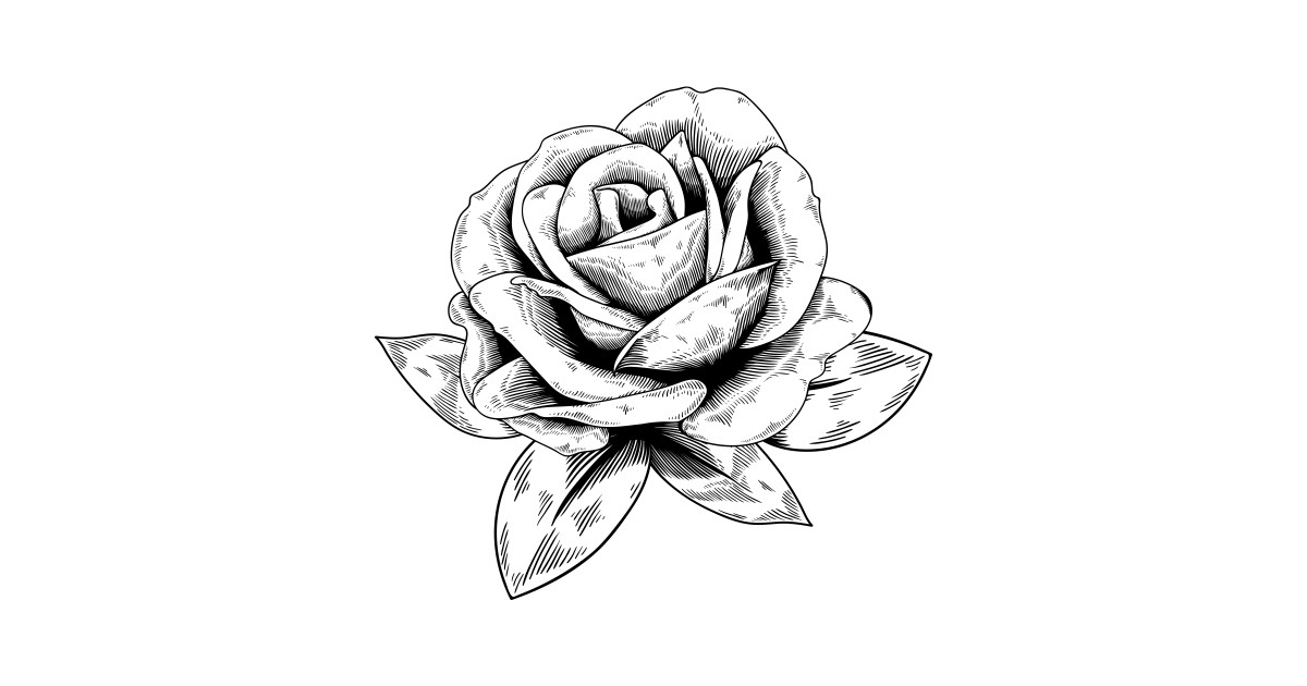 rose drawing by digster rose drawing