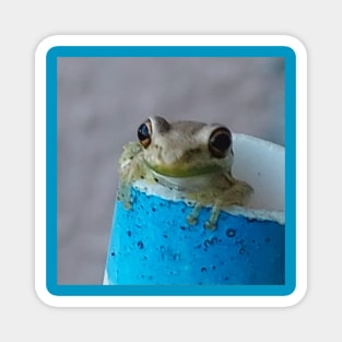 Froggie 2 Magnet