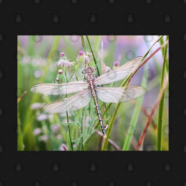 Newly emerged dragonfly #2 by clearviewstock