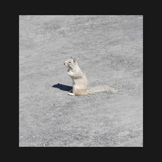 Ground squirrel, Silverwood Lake, San Bernardino Mountains, California. by sandyo2ly