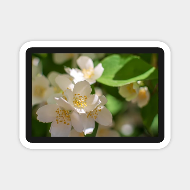 English dogwood flowers Magnet by lena-maximova