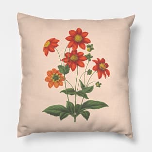 Red Dahlias Flowers Vintage Botanical Illustration Pillow