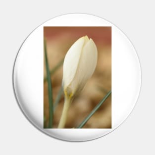 Crocus biflorus  &#39;Miss Vain&#39; Pin