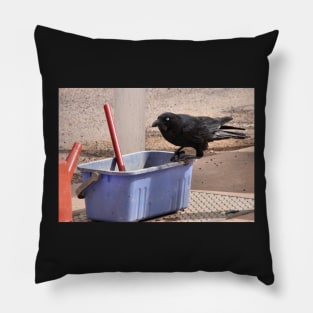 "Yes, I'll Clean Your Window." Australian Crow Pillow