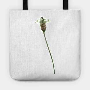 Ribwort Plantain Flower Tote