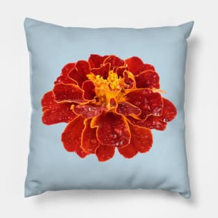 Tagetes patula &#39;Red Cherry&#39; French marigold Pillow