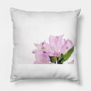 Beautiful blooming purple Peruvian Lily of the Incas or Alstroemeria aurea Pillow