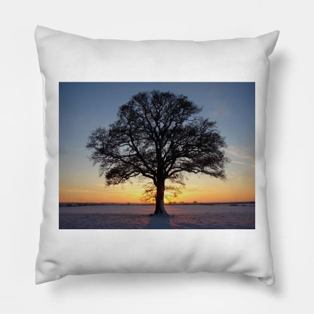 Oak Pillow by Chris Petty