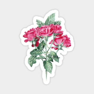 Roses Magnet