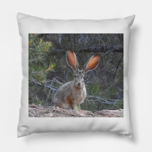 Jackrabbit, rabbit, wildlife, wild animals, Curious Jack Pillow