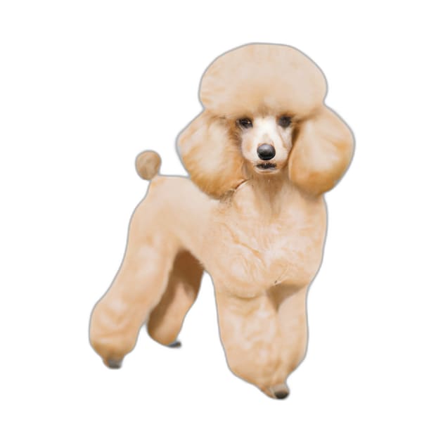 Cute Poodle Drawing by Play Zoo