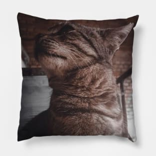 cat Pillow