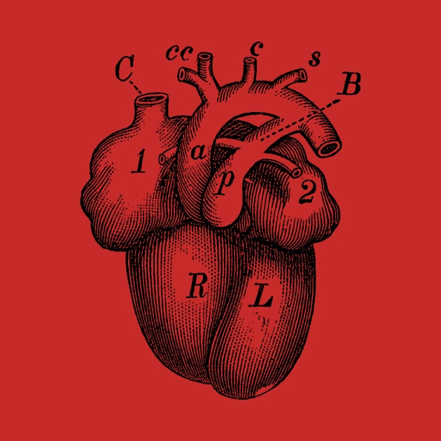 Simple Human Heart Diagram by Vintage Anatomy Prints