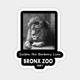 ART OF ZOO - LIONPHOTOGRAPH- SULTAN THE BARBARY LION, BRONX ZOO -1897 Magnet