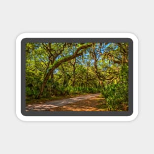 Cumberland Island National Seashore Magnet