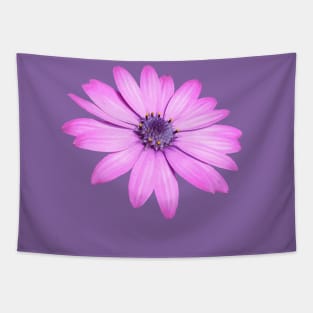 Single Pink African Daisy Isolated Tapestry