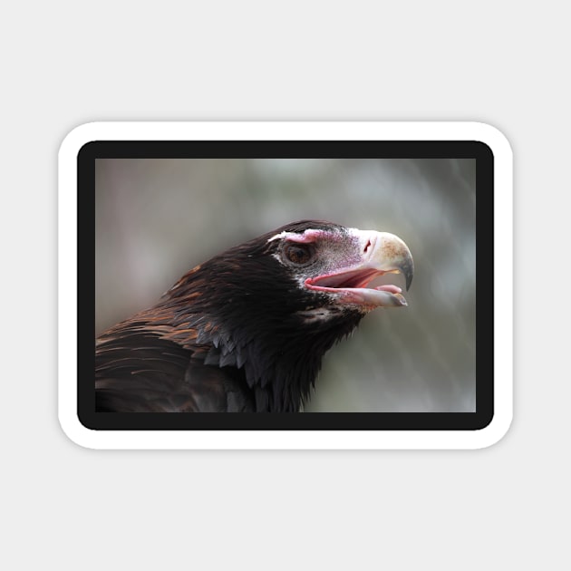 Wedge-Tailed Eagle Magnet by Carole-Anne