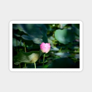 Water lily / Swiss Artwork Photography Magnet
