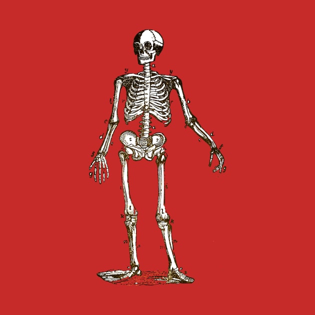 Anatomy Skeleton by nineshirts