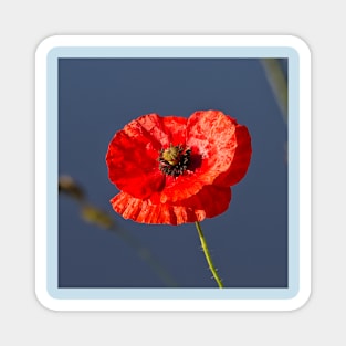 Blood Red Poppy Magnet