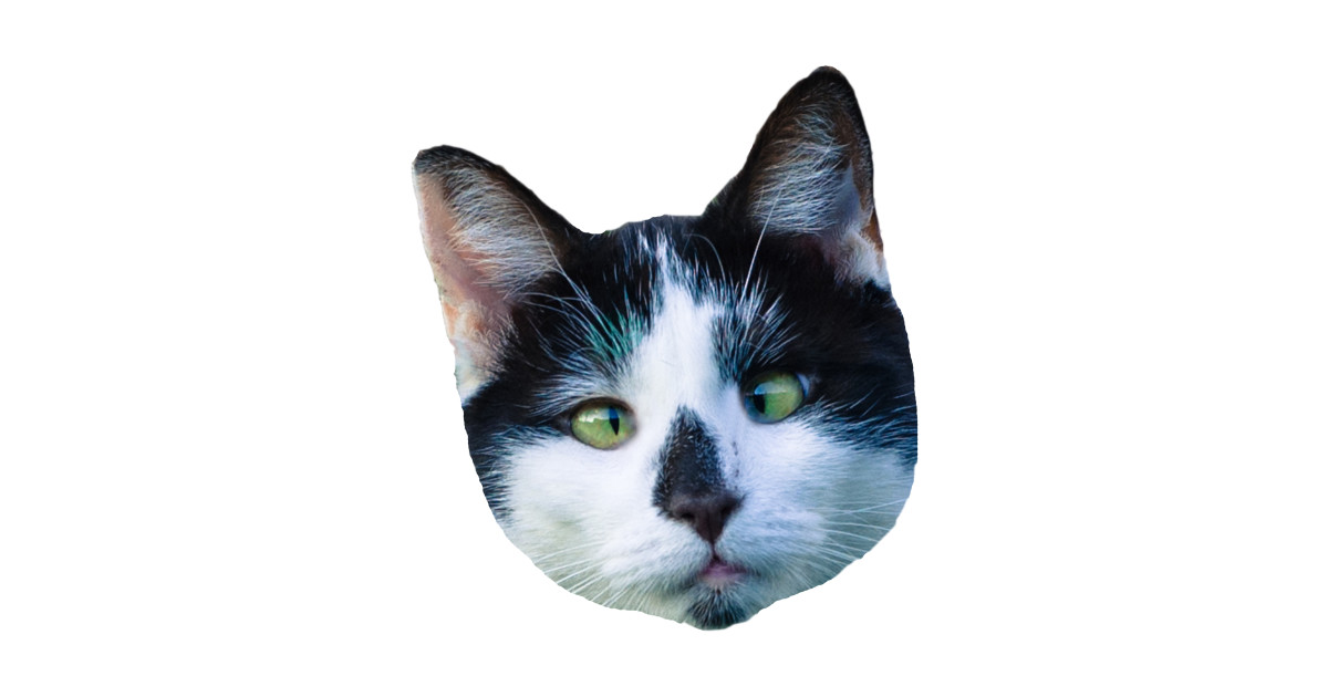 Как выглядит голова кота Funny Cat Head - Cat Photo - Baseball T-Shirt TeePublic