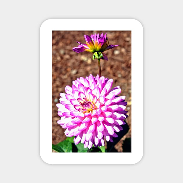 Pink Dahlia Magnet by Scubagirlamy