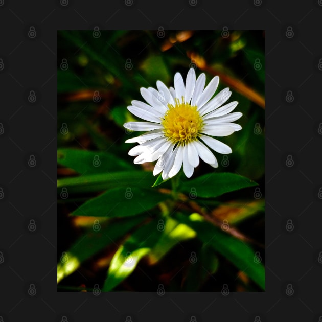 Tiny Daisy-Rich Color by Rebekah Slick