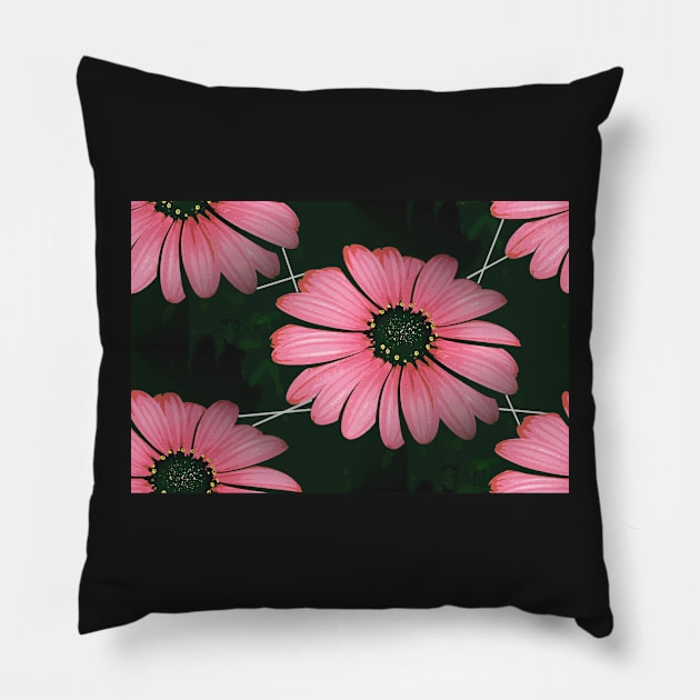 Gerbera, Pink And Black Pillow by AlexaZari