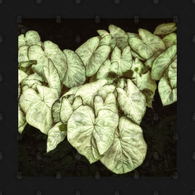 Caladium Leaves by art64