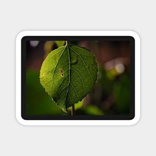 Green Leaf on a Bokeh Background Poster Magnet