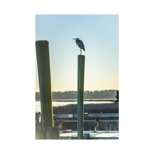 Great Blue Heron on a fishing dock 2 by KensLensDesigns