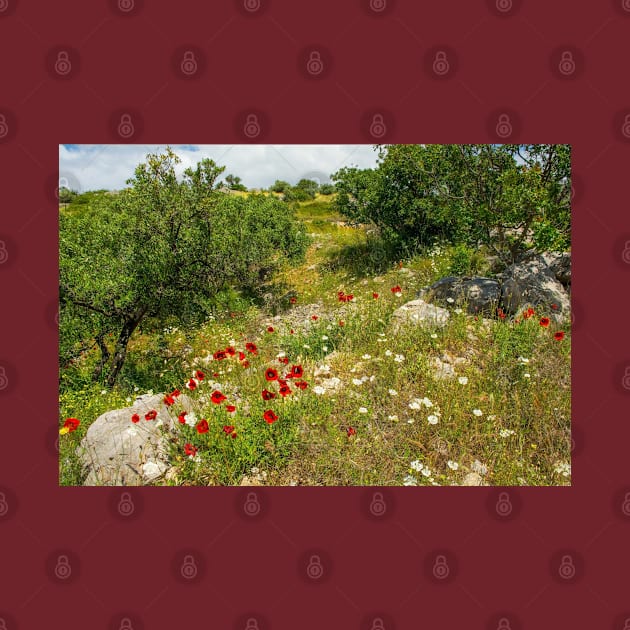 Olive Trees and Wild Flowers on Brac, Croatia by jojobob