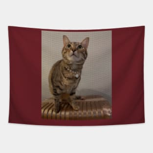 cat lover gifts Tapestry