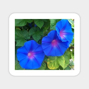 Blue Flowers Magnet