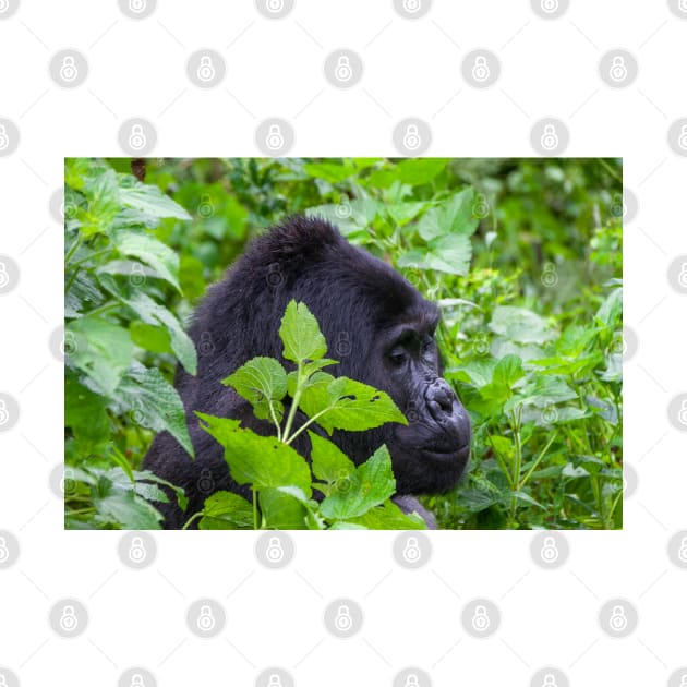 Wild Silverback Gorilla from Bwindi National Park, Uganda by SafariByMarisa