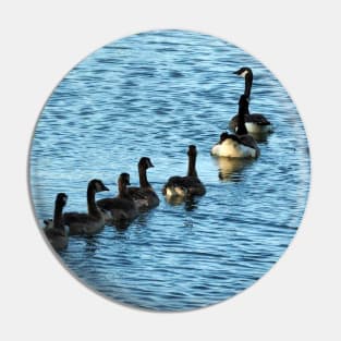 Canada Geese Swimming In A Row Pin