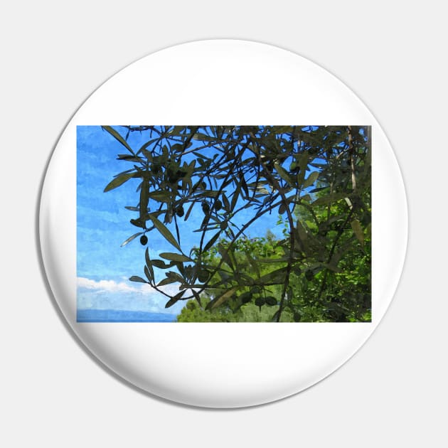 Olive Tree with Olives Mediterranean Coast Photo Pin by OneLook