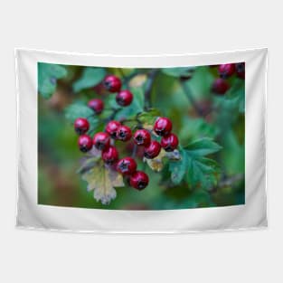 Ripe hawthorn berries Tapestry