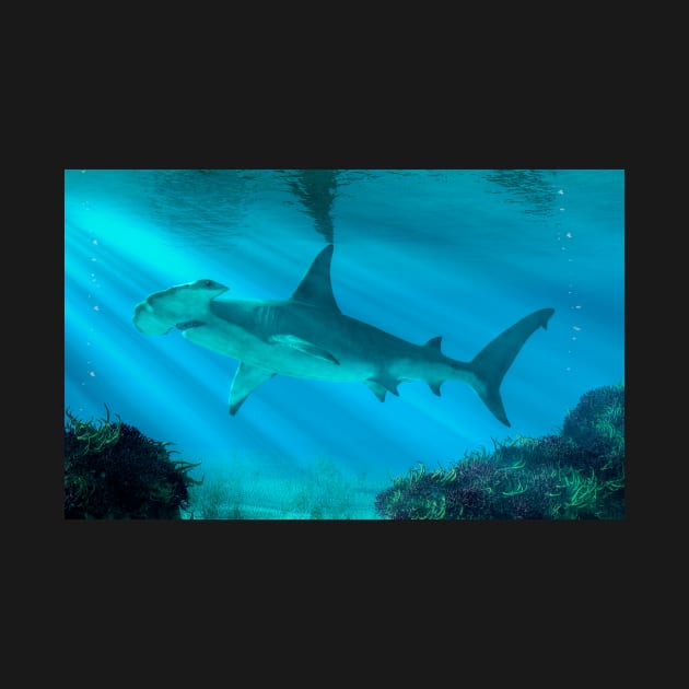 Hammerhead Shark Below the Surface by DanielEskridge