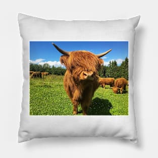 Scottish Highland Cattle Calf 2024 Pillow