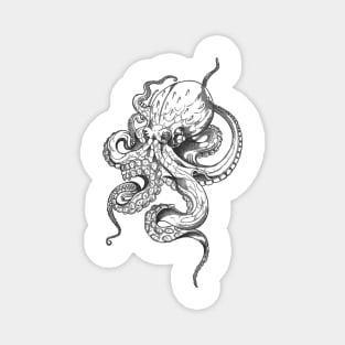 octopus  squid camouflage crab cephalopod jellyfish mollusc Magnet