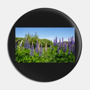 Purple and pink Lupin flowers. Pin