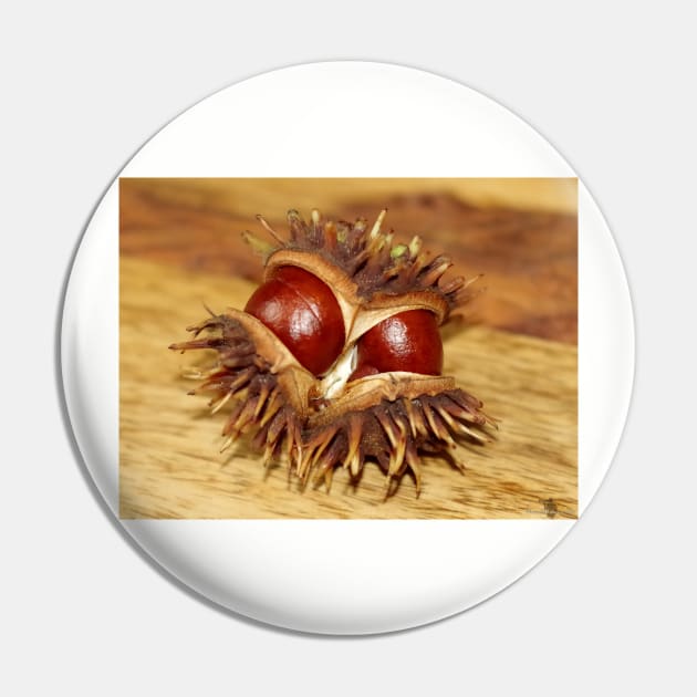 horse chestnut - conker Pin by Simon-dell